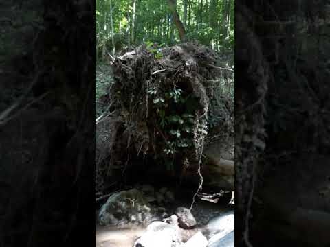 aceaste privelisti minunate din Padurea Botfei 6,06,2021