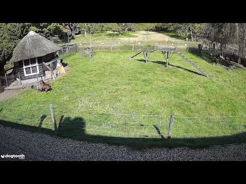 Farm Animals Protect Chicken Friend from Hawk Attack || Dogtooth Media