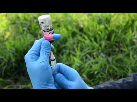 Veracruz Agropecuario - Rabia Paralítica Bovina