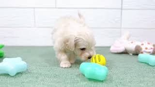 ハーフ犬の動画01