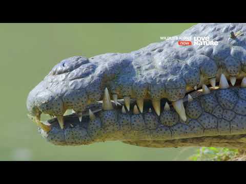 Герои дикой природы / Wildlife Icons :  Крокодилы и бегемоты из Ндумо 6 серия
