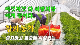 참외농사 병충해 예방 총채벌레 응애 진딧물 개미 퇴치 멀칭비닐 종류