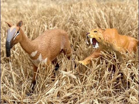 Smilodon Hunts Macrachinia