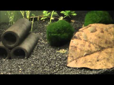 CPO Zwergflusskrebse und Yellow Fire Garnelen im 54 Liter Aquarium | Media|Royal