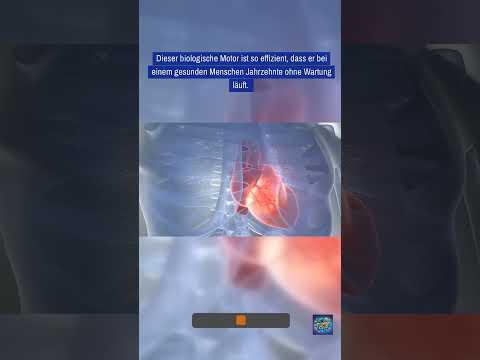 Wusstest du schon?#33 Das Herz: Dein eigener Hochleistungsmotor!