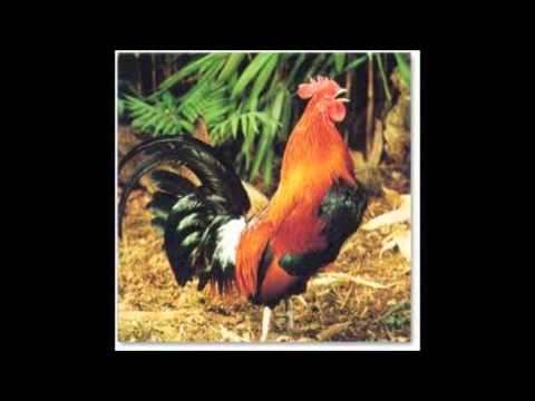 AS RAZÕES DO BOCA BRABA / JOÃO DE ALMEIDA NETO.wmv