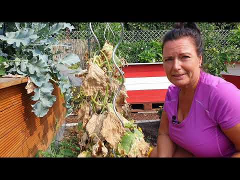 Die Gurken schwächeln