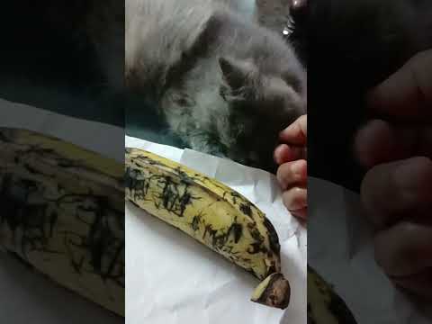 art work bananyil Toffeyyy de vaka.ennit kallatharam kanich kidakunnu 😅😅kalli 🐱😎