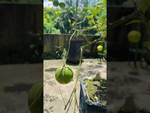 Love to plant some fresh fruits…. #trending #love #fypviral #love