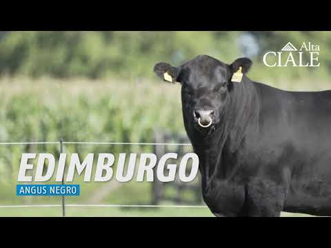 CIALE Alta 💥 𝑻𝑶𝑹𝑶 𝑬𝑫𝑰𝑴𝑩𝑼𝑹𝑮𝑶 💥 Angus Negro