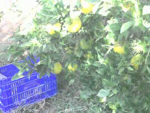 DRACEA...DIDI SI FAMILIA LA CULES LA PORTOCALE3gp