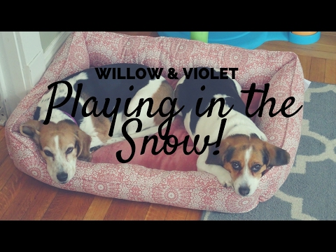 WILLOW & VIOLET PLAYING IN THE SNOW!! SO CUTE!!