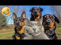 Essayer De Ne Pas Rire Les Animaux Les Plus Drôles 2025 Partie 3