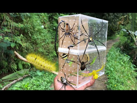 Amazing unique spider hunt‼️ catching various kinds of spiders, hairy caterpillars, katydids