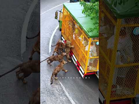近距離直面🦁獅羣的壓迫氣場，沉浸式親歷野性現場的震撼瞬間，腎上腺素瞬間拉滿！ #玩的就是心跳 #驚險刺激 #動物世界的迷惑行為