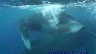 preview picture of video 'ルルツ島ザトウクジラ　rurutu Is． humpback whale　No．3'