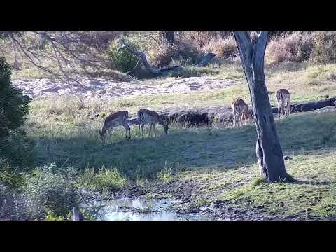 Djuma: Impalas feeding at shallow end of dam - 15:54 - 09/02/2022