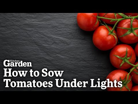 How to Sow Tomatoes Under Lights