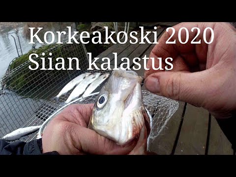 Korkeakoski 2020|Siian kalastusta|Kymijoki|Marrakuussa