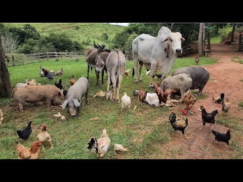 Farm Where Noah Released the Animals From Noah's Ark 2