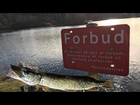 Tips og tricks til gedde fiskeri om vinteren//tips on pike fishing in the winter ❄️
