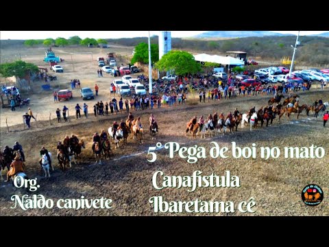 5° Pega de boi no mato Org. Naldo canivete Canafístula Ibaretama cê  