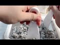 ASMR Rolled Ice Cream Fresh Dragon Fruit Sounds