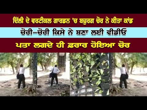 Old Man Theft Flowerpot in Delhi's Vertical Gardens