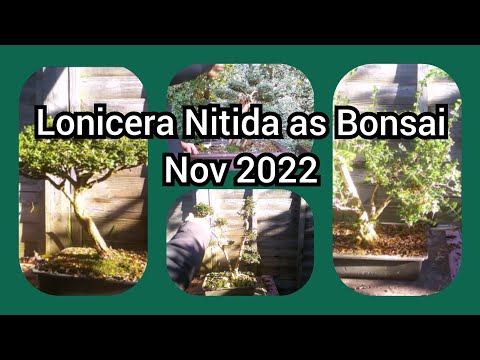 Lonicera Nitida As Bonsai Nov 2022