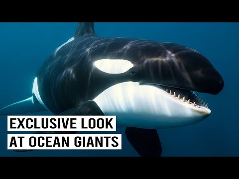 Inside The World Of Deep Sea Giants & Killer Whales