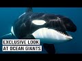 Inside The World Of Deep Sea Giants Killer Whales