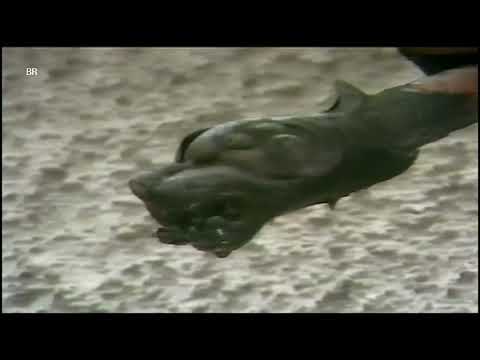 Drachenstich 1982 -- BR Sendung 1983