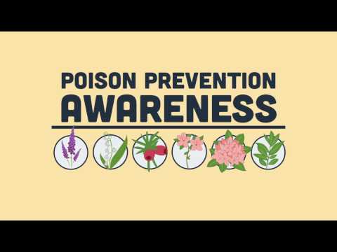YouTube video about: Are 4 o'clocks poisonous to cats?