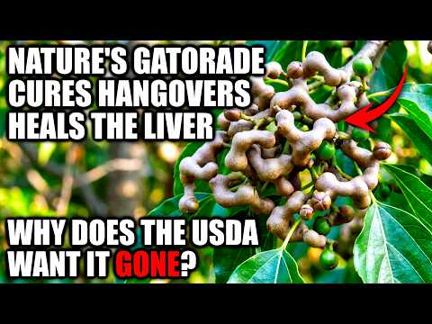 Nature's Gatorade. The Plant That Cures Hangovers. But Now It's Treated As An Invasive Species?