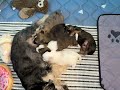 Mixed Breed dogs for sale: K'adare - Video 1