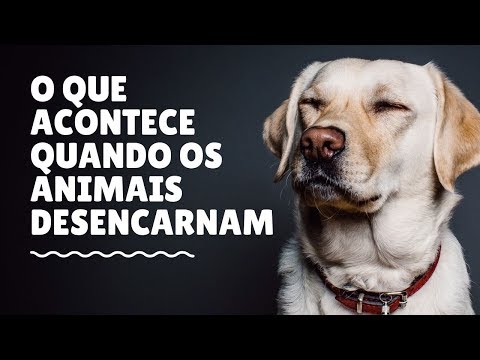 What happens to animals after death? | Spiritist and Spiritualist Message