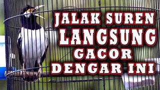 Download lagu JALAK SUREN  GACORNYA GAK KETULUNGAN bikin jalak ikut BUNYI  #jalaksuren mp3