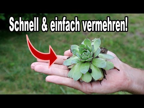 Wie du Sempervivum Hauswurz ganz einfach selber vermehren kannst!