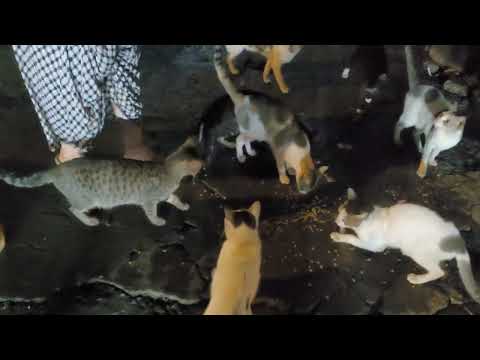 feedthestrays ❤️