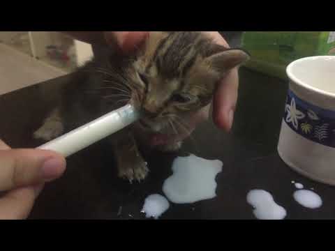 FEEDING YOUNG KITTENS MILK USING A SYRINGE