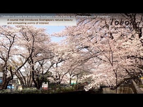 Tohode～A course that introduces Soshigaya's natural beauty and stimulating points of interest～