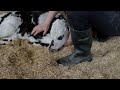 Dikamar® Boots: Agriculture Safety Boots