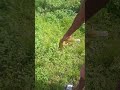 sick iguana