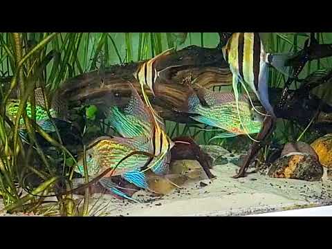 Close up of my geo sveni in natural  light