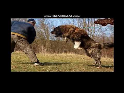 THE LARGEST DOG RACES OF THE WORLD DÜNYANIN EN BÜYÜK KÖPEK IRKI