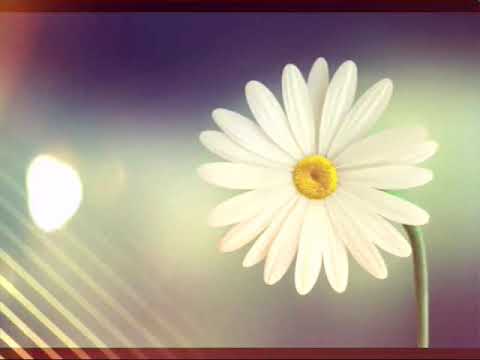 Flower lelated video songs{no copyright }