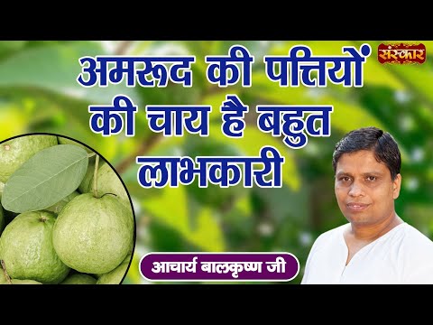 अमरूद की पत्तियों की चाय है बहुत लाभकारी | Acharya Balkrishna Ji | Benefits of Guava Leaf~Sanskar TV