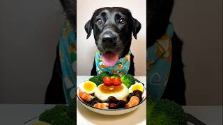 Download lagu Dog Eating EGGS and BROCCOLI with green VEGETABLES!! #dog #dogfood mp3
