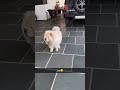 JoY Chowchow Dog Breeding Joy Thar Punjab Podcast