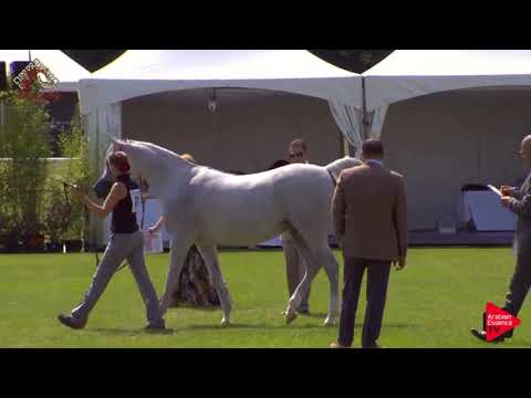 N.31 SAHARA KHIPSYCHE - Chantilly 2019 AHO World Cup - 8 Years Old and Older Mares (Class 5)